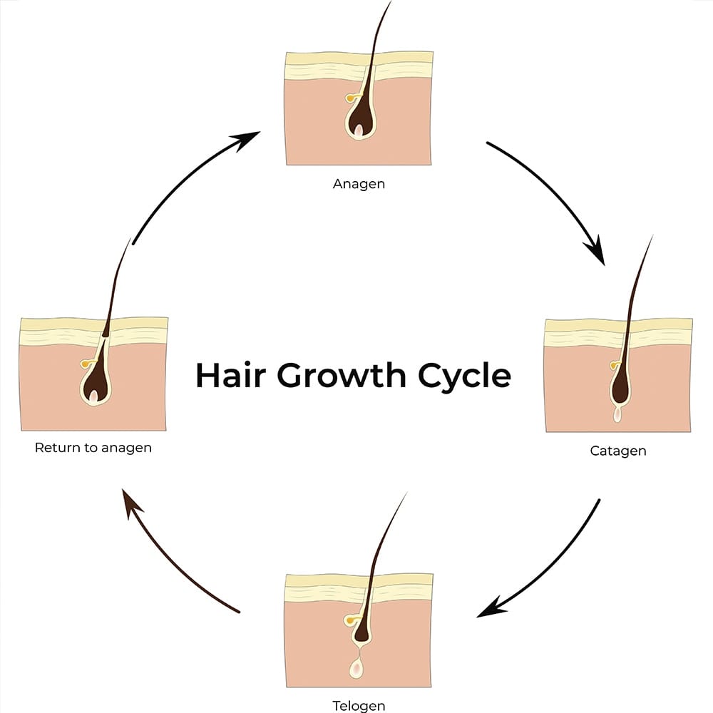 Cycle of Hair Growth